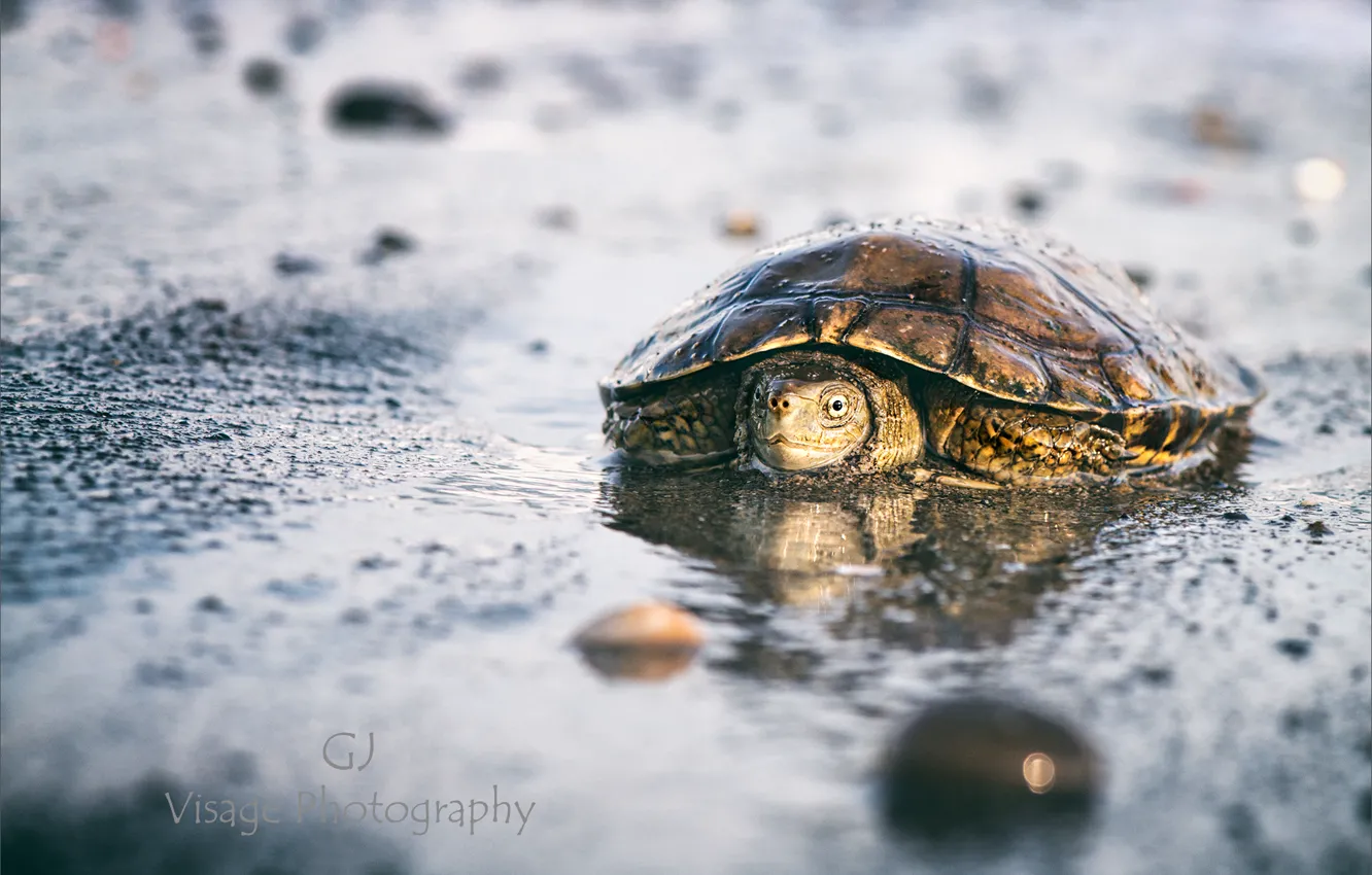Photo wallpaper beach, macro, turtle, GJ-Vernon