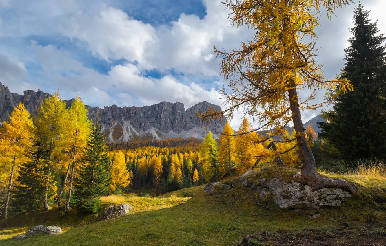 Photo wallpaper autumn, forest, trees, mountains, larch