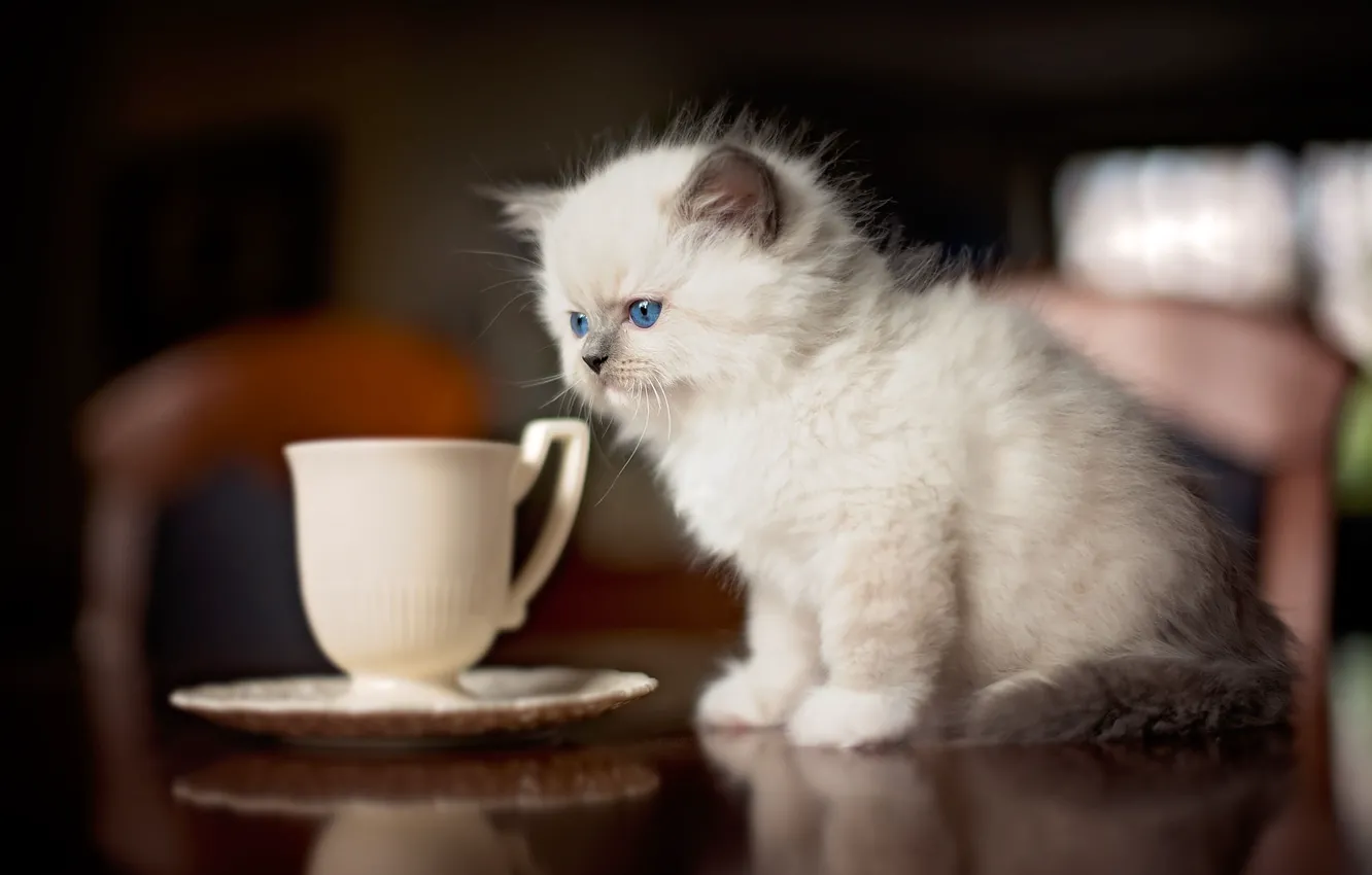 Photo wallpaper cat, kitty, table, fluffy, kitchen, small, mug, Cup