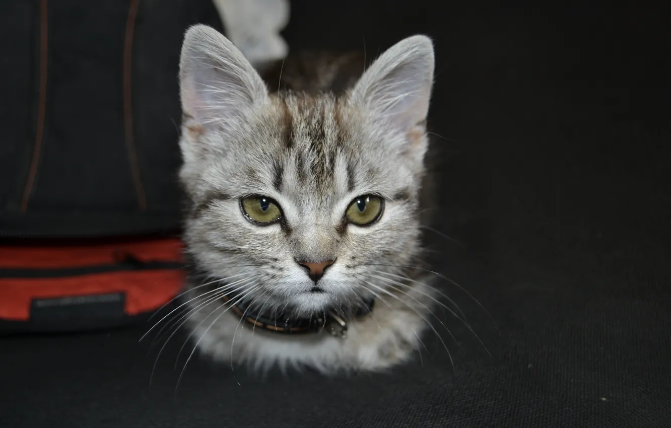 Photo wallpaper grey, animal, kitty