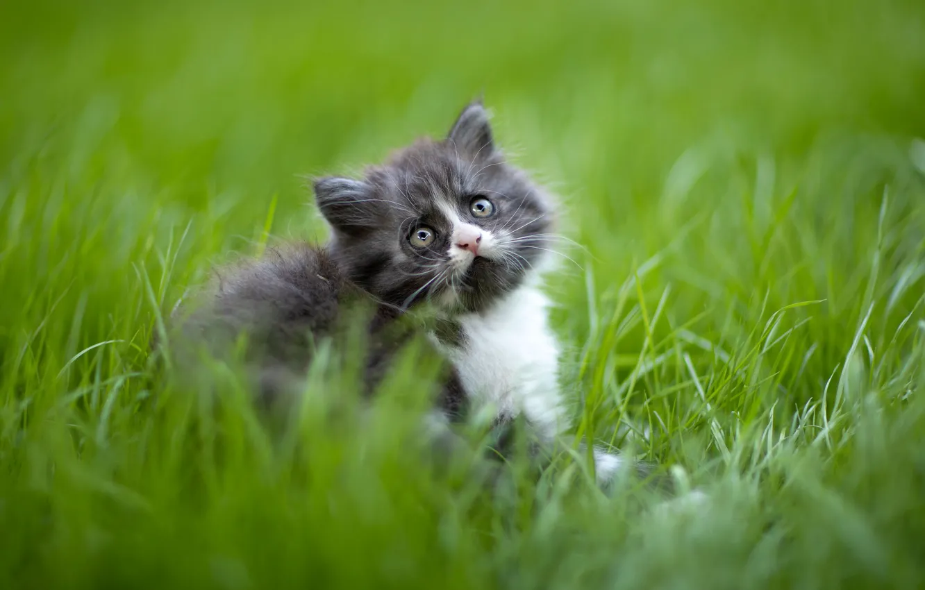 Photo wallpaper grass, blur, baby, kitty