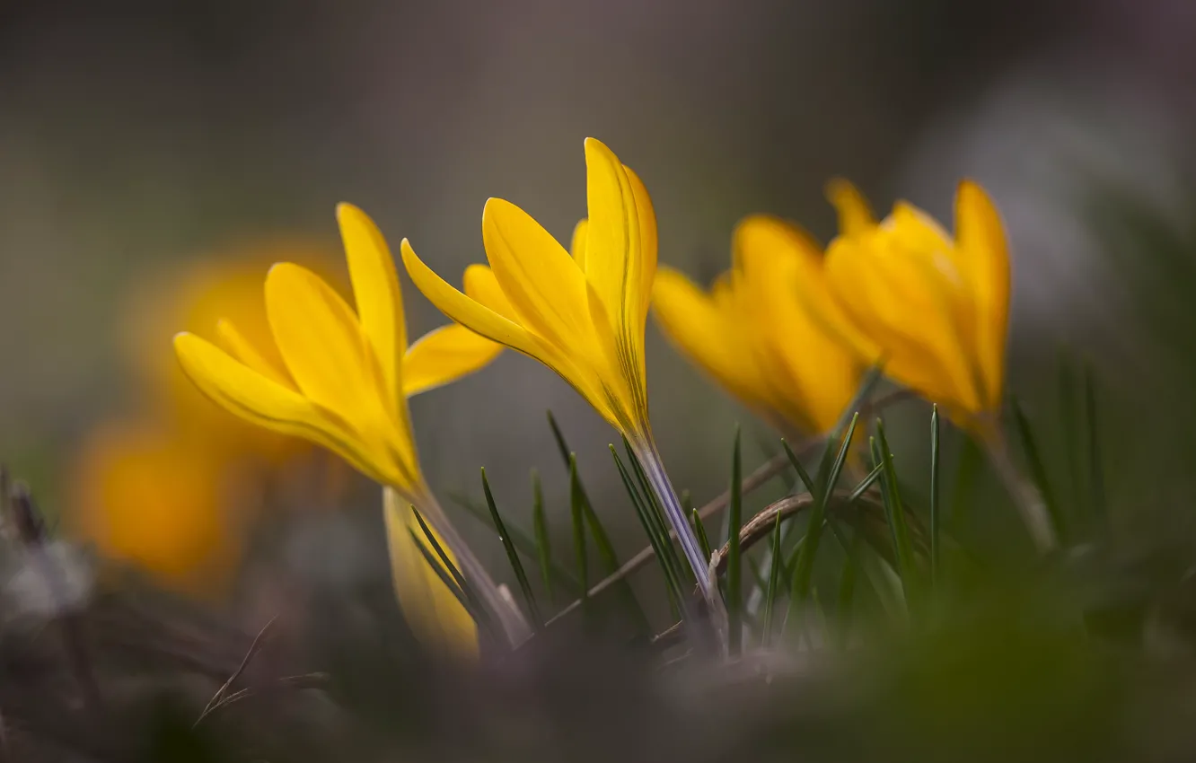 Photo wallpaper grass, macro, flowers, focus, spring, yellow, petals, blur