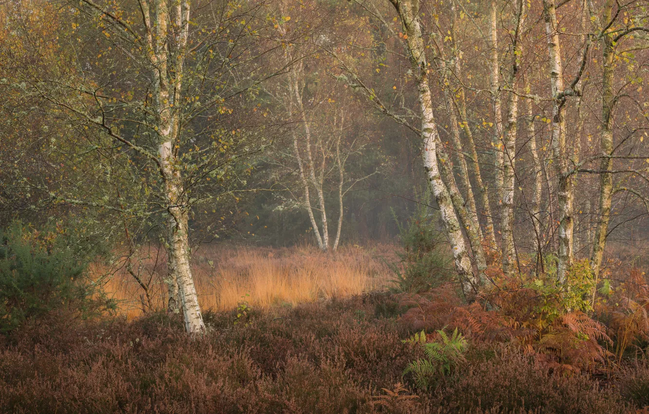 Photo wallpaper autumn, forest, birch