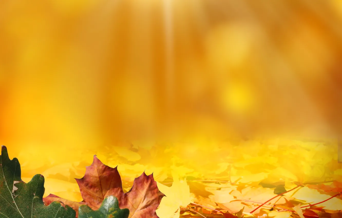Photo wallpaper autumn, leaves, light, acorns