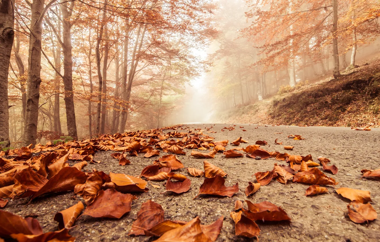 Photo wallpaper autumn, macro, trees, landscape, nature, scene, forest, Misty