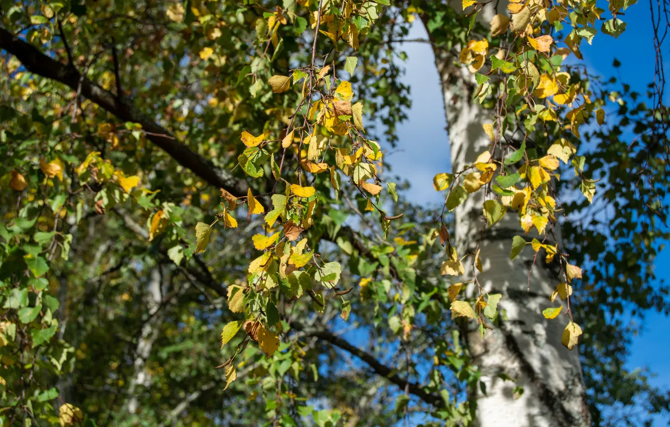 Photo wallpaper autumn, trees, nature .