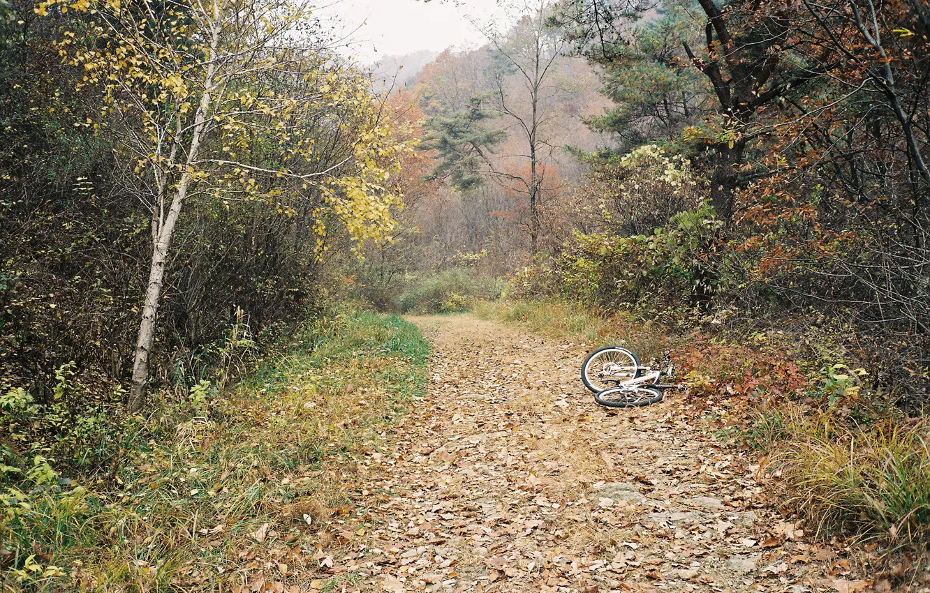 Photo wallpaper autumn, forest, trees, bike, fog, track
