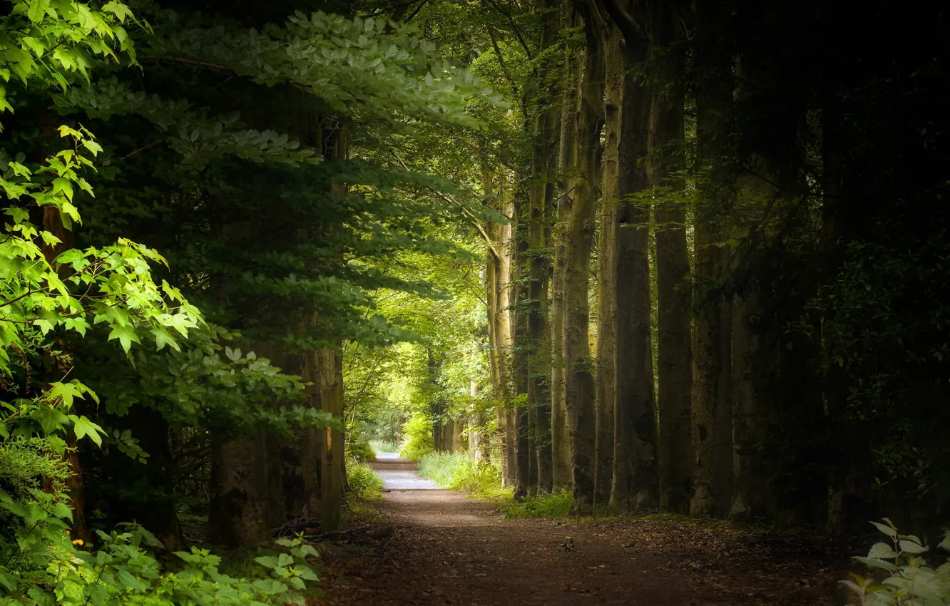 Photo wallpaper summer, nature, Park