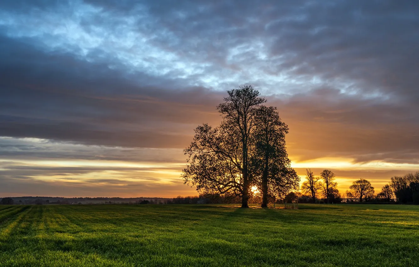 Photo wallpaper field, sunset, tree