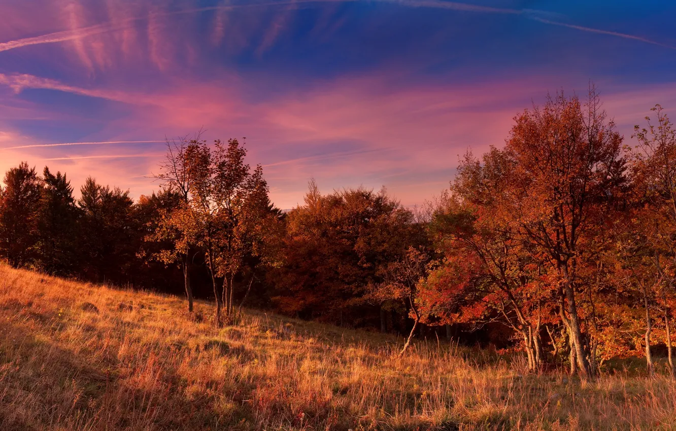 Photo wallpaper field, autumn, the sky, trees, nature, sky, trees, nature