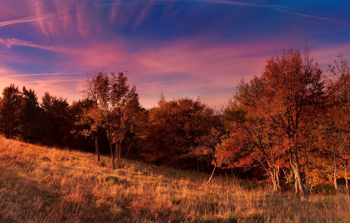 Photo wallpaper field, autumn, the sky, trees, Nature, sky, trees, nature