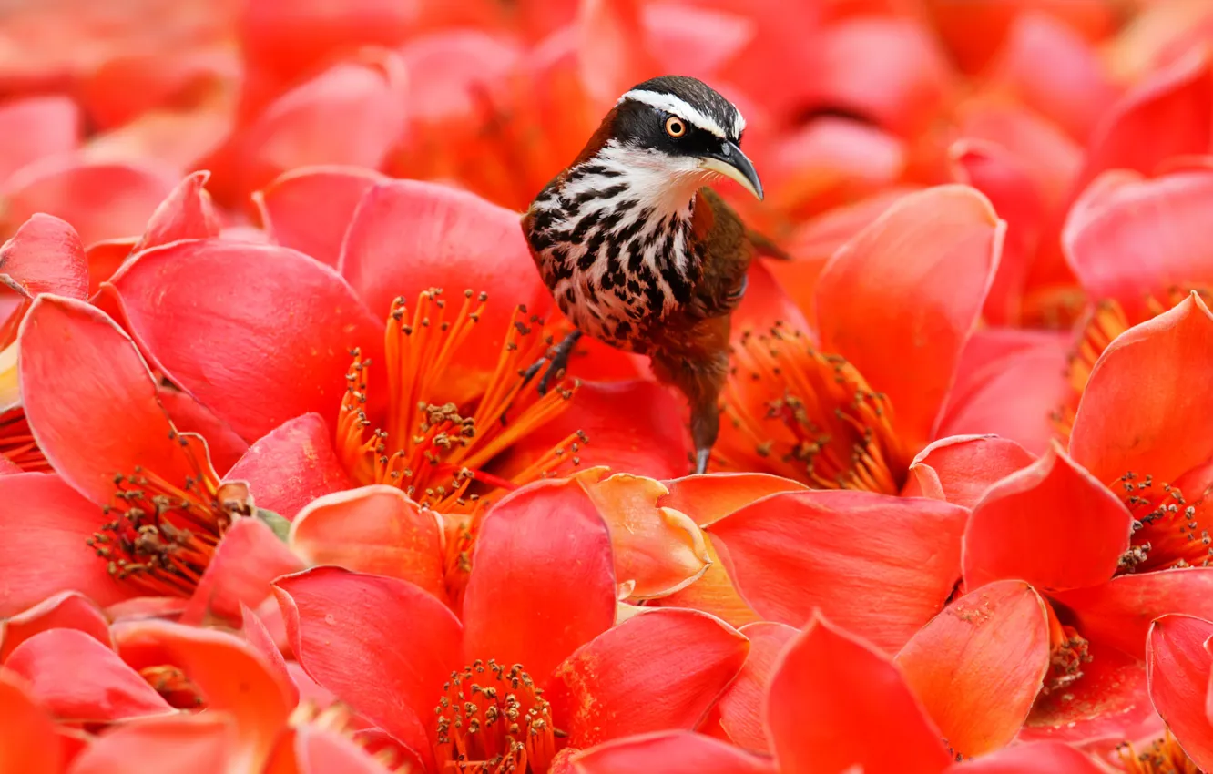 Photo wallpaper flowers, tropics, bird