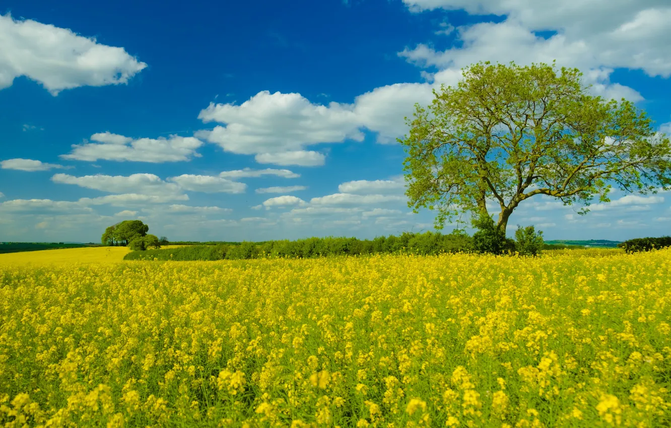 Photo wallpaper summer, the sky, clouds, trees, flowers, yellow, blue, spring
