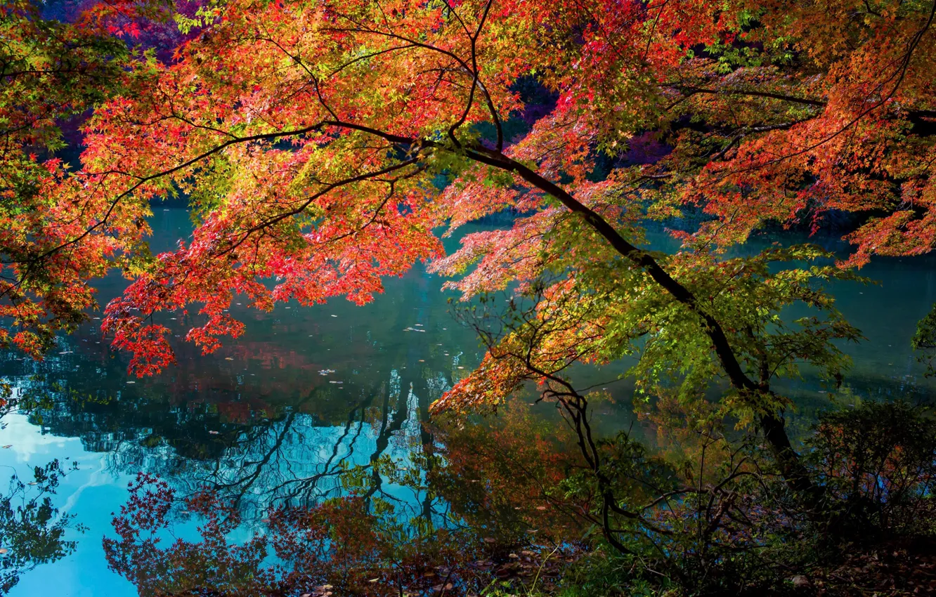 Photo wallpaper leaves, trees, reflection, river, color