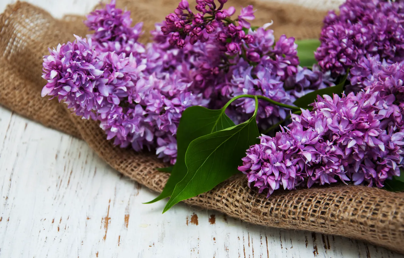 Photo wallpaper flowers, branches, lilac, lilac, Olena Rudo