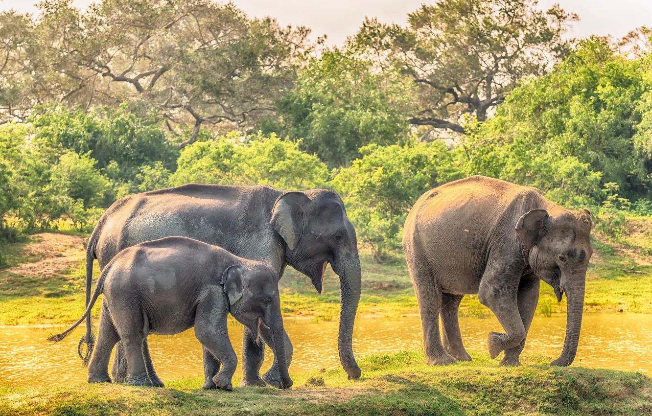 Photo wallpaper elephant, family, cub, Sri Lanka, Yala National Park
