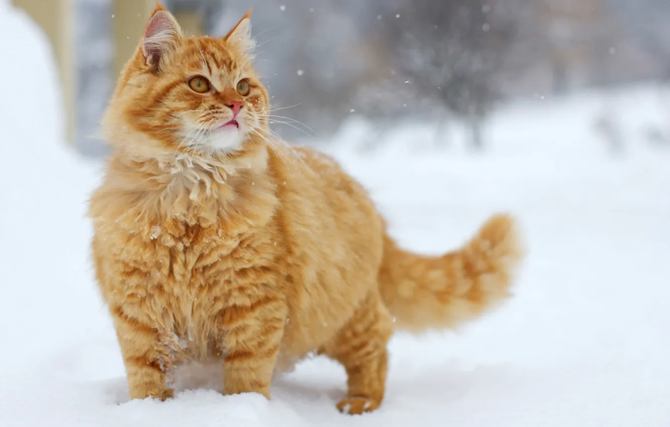 Photo wallpaper cat, snow