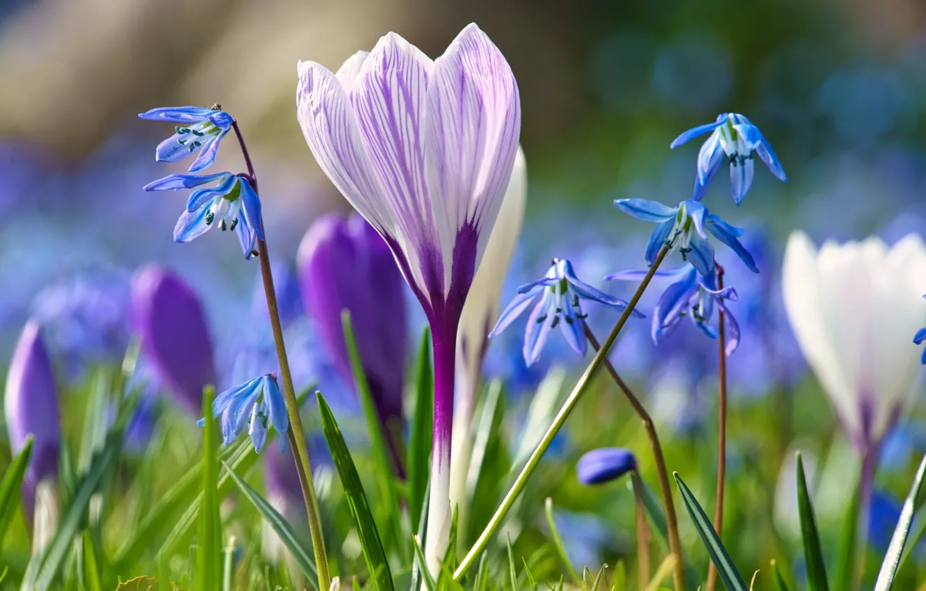 Photo wallpaper flowers, glade, spring, blue, crocuses, lilac, bokeh, Scilla