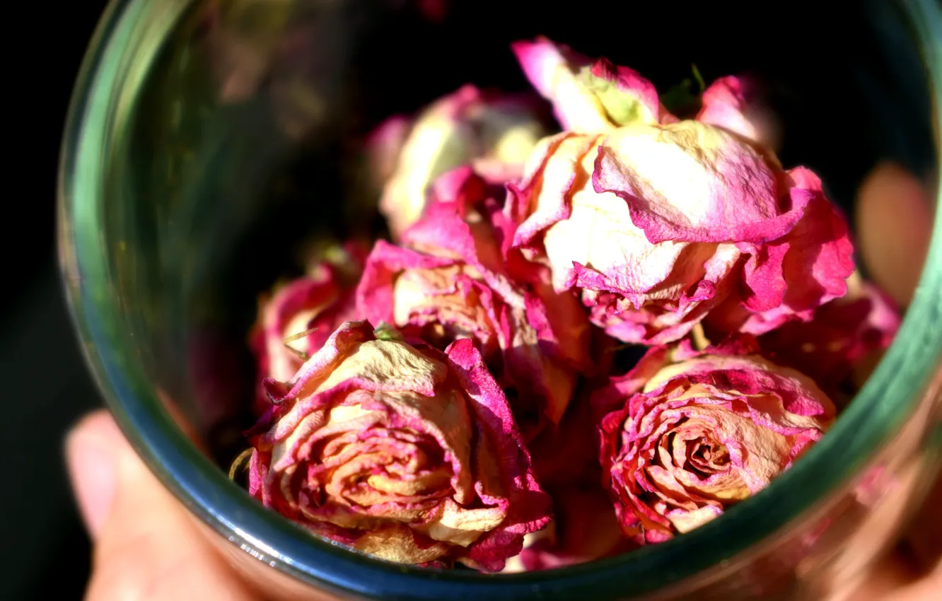 Photo wallpaper light, flowers, roses, hands, pink, bowl, buds, bokeh