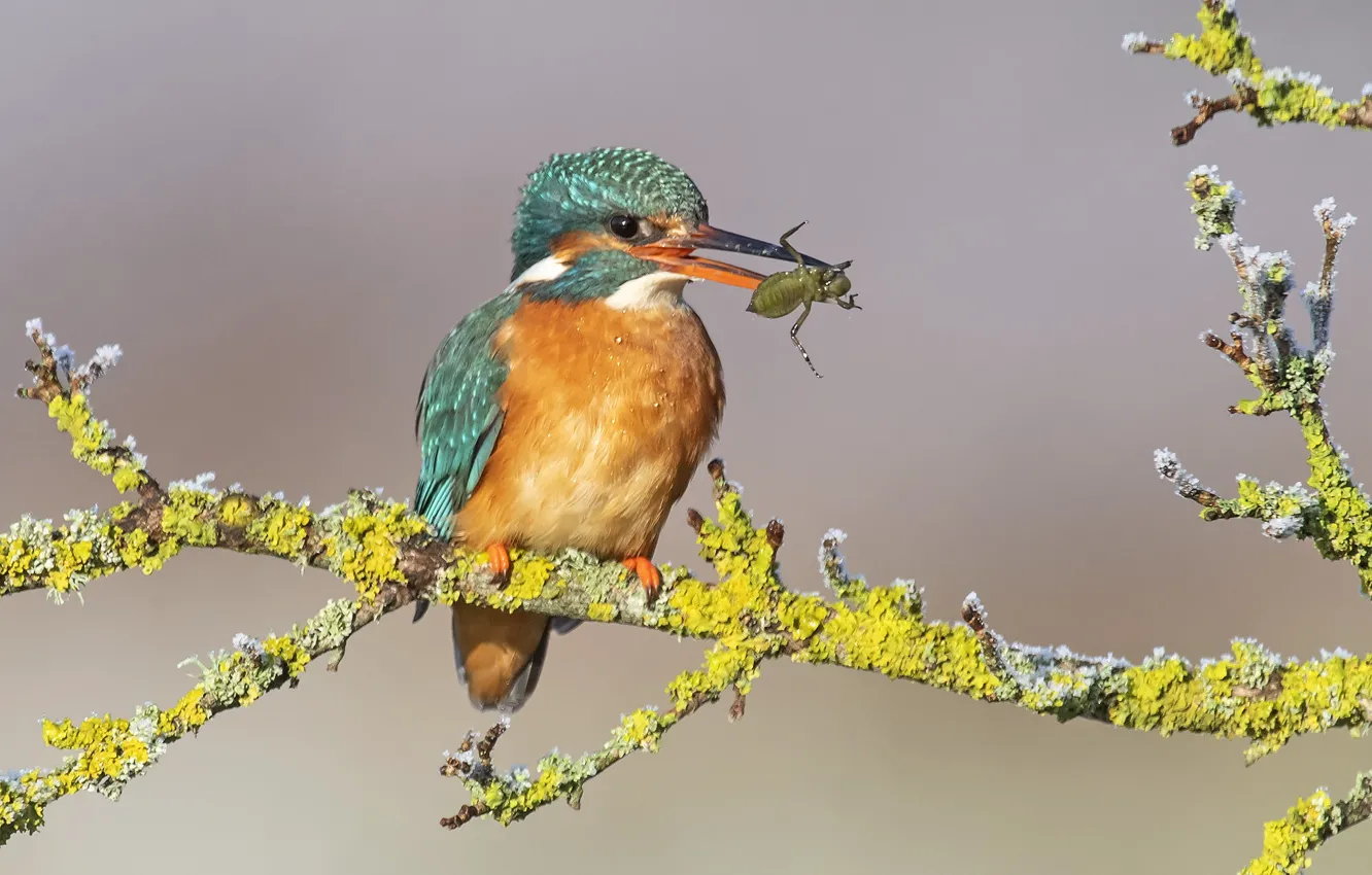 Photo wallpaper branches, bird, Kingfisher