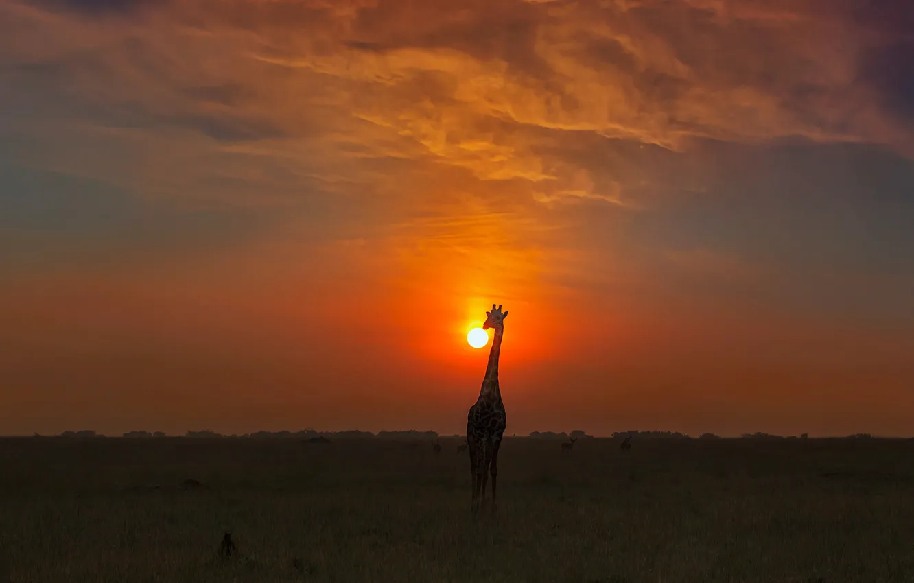 Photo wallpaper sunset, The sun, giraffe, Savannah, sunset, sun, savannah, Phillip Chang