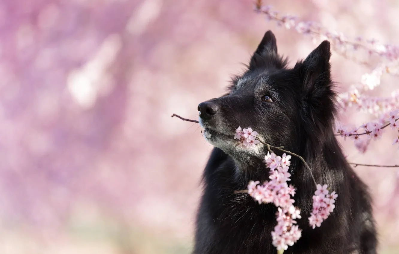 Photo wallpaper nature, cherry, animal, dog, branch, spring, profile, flowering