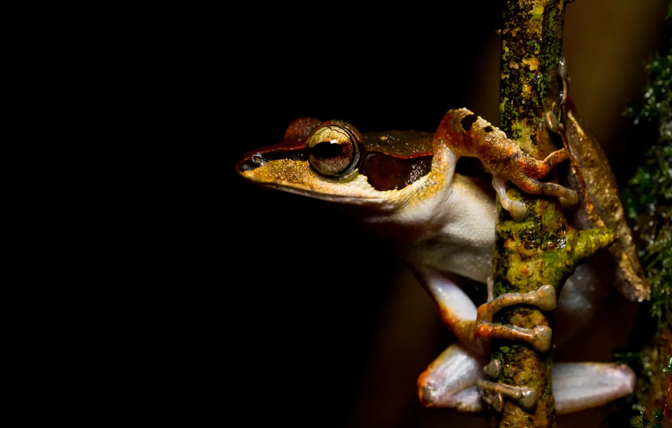 Photo wallpaper eyes, macro, branches, pose, animal, bright, frog, legs