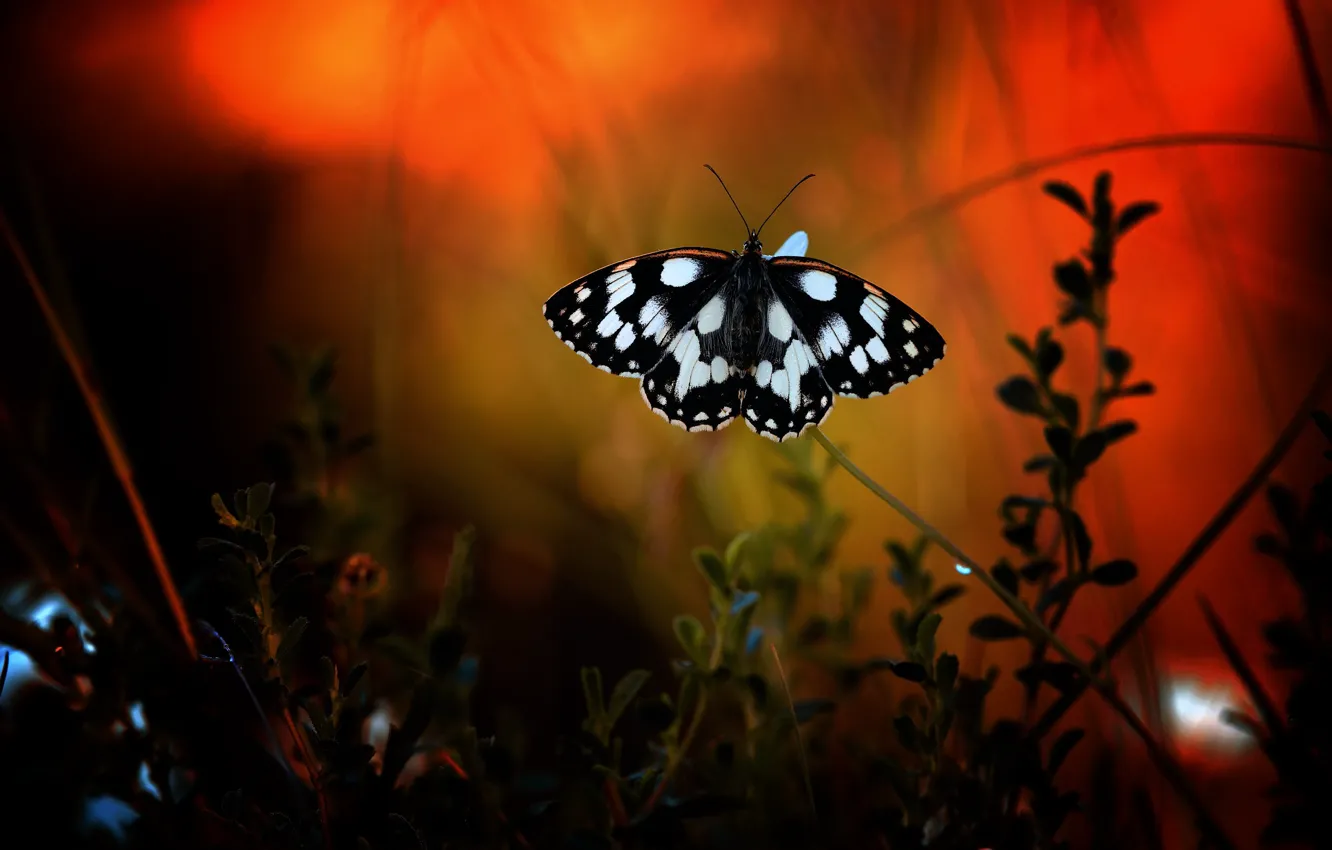 Photo wallpaper macro, the dark background, butterfly, black and white, plants, insect, red background, bokeh