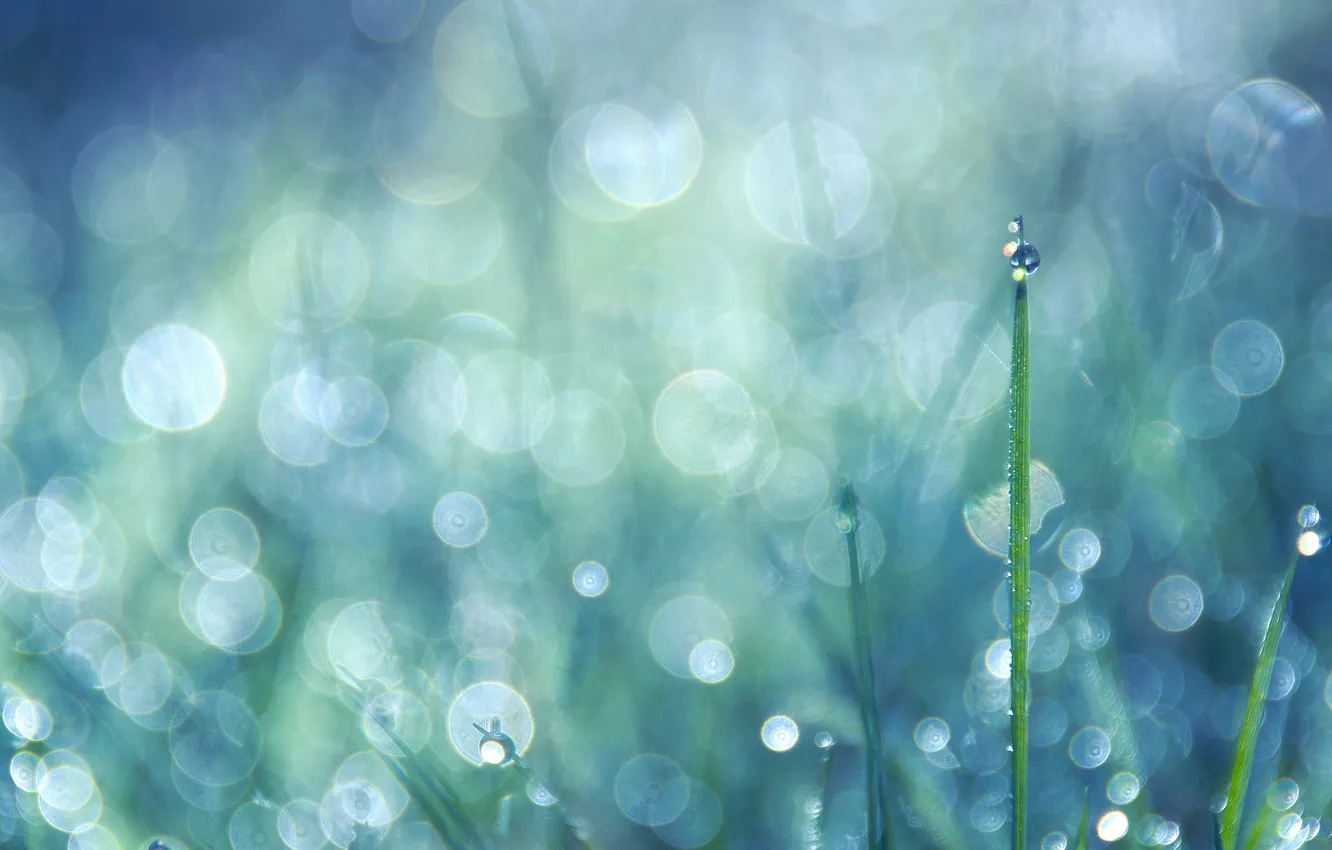 Photo wallpaper grass, drops, bokeh
