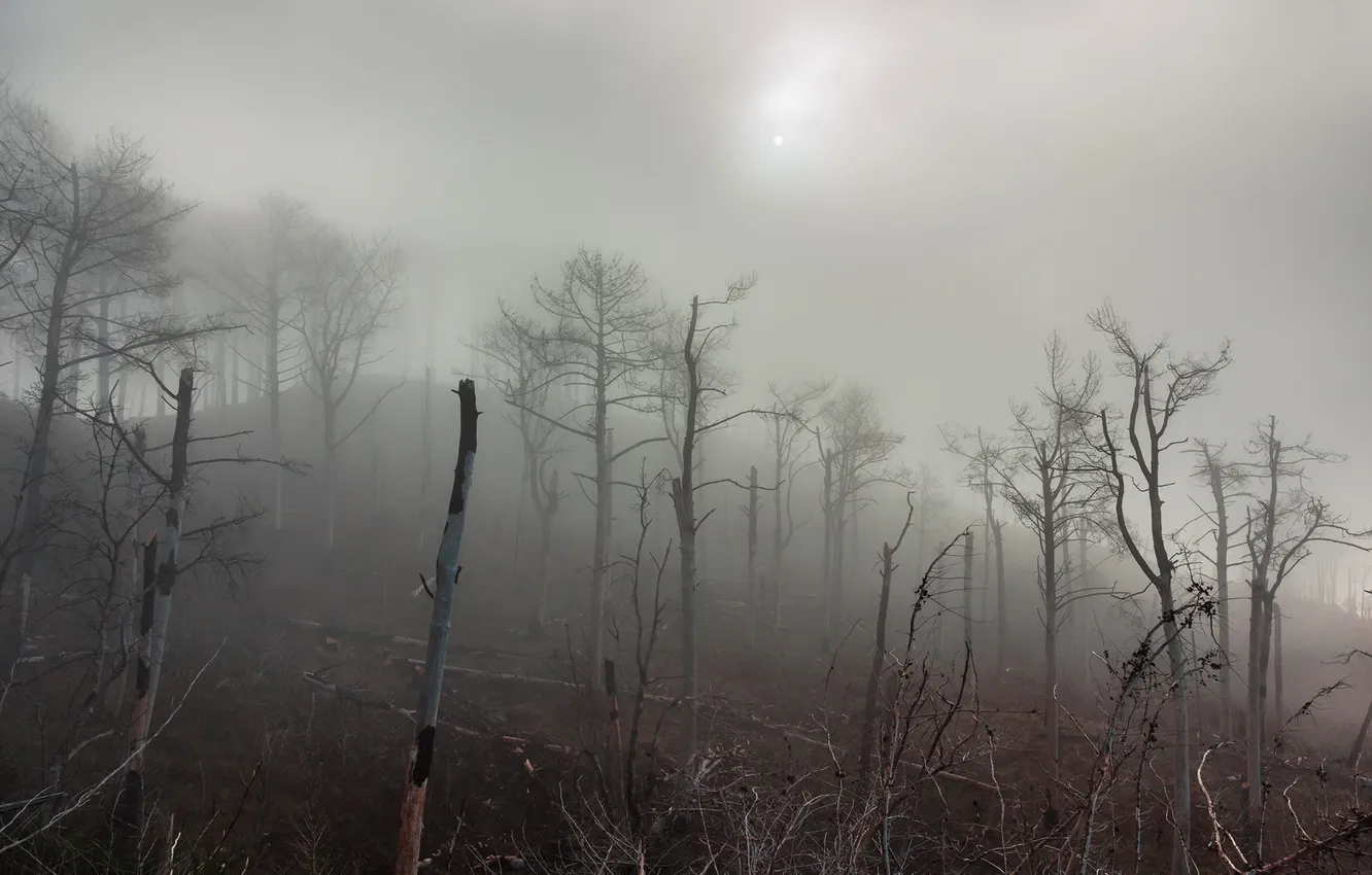 Photo wallpaper night, nature, fog