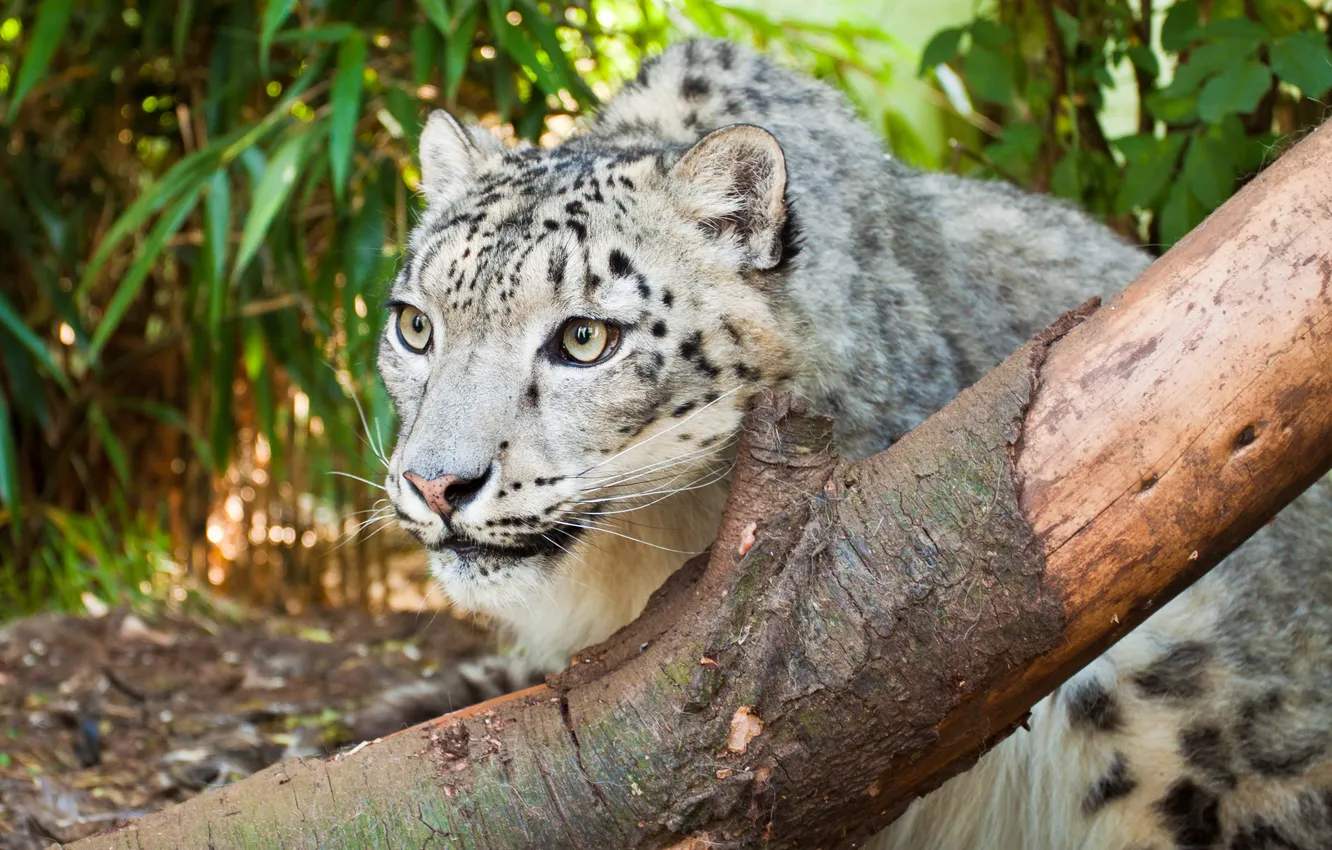 Photo wallpaper cat, look, IRBIS, snow leopard, log