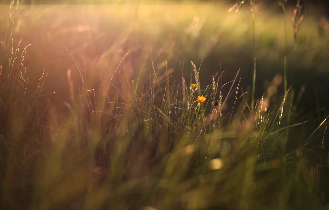 Photo wallpaper grass, light, flowers