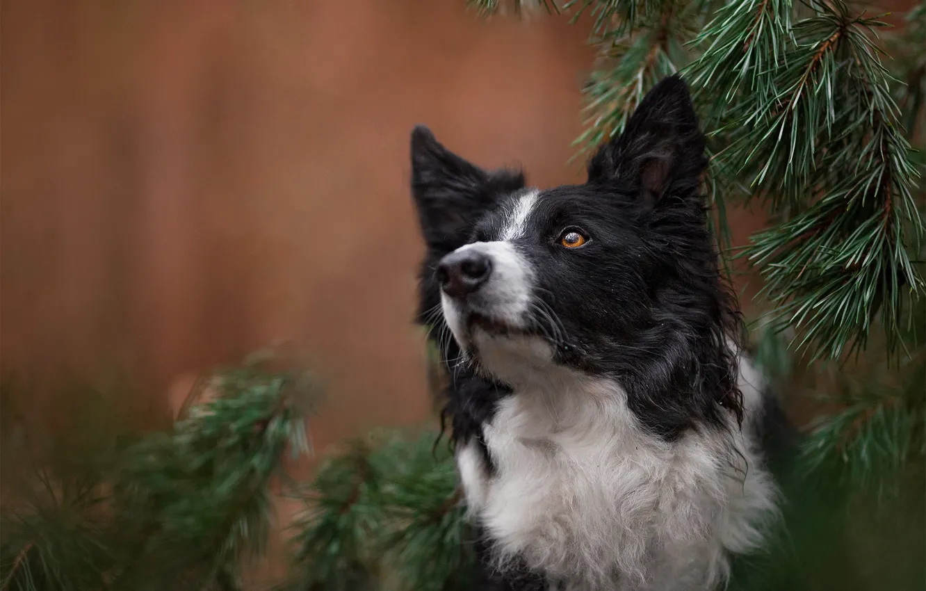 Photo wallpaper look, face, branches, background, portrait, dog, needles, The border collie