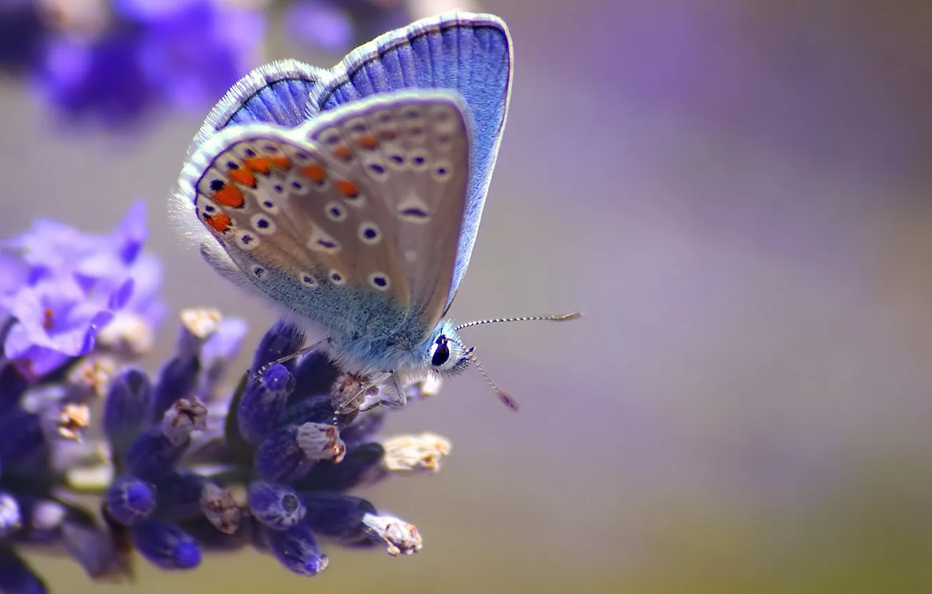Photo wallpaper macro, flowers, blue, butterfly, blur