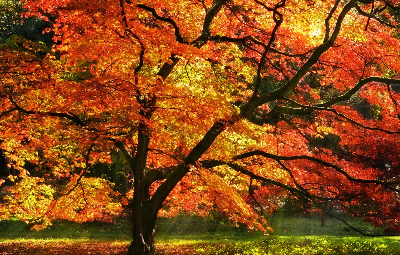 Photo wallpaper autumn, forest, leaves, rays, light, tree
