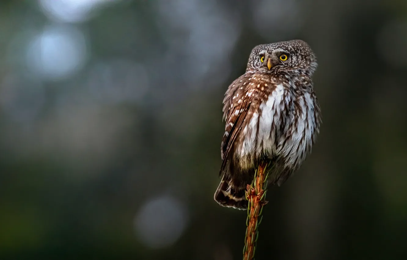 Photo wallpaper owl, bird, bird, Pygmy owl, eurasian pygmy owl, glaucidium passerinum, Erik Karits