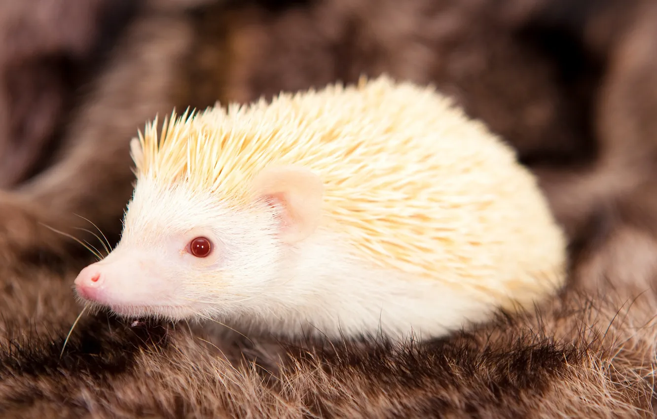 Photo wallpaper fur, hedgehog, hedgehog albino, white the hedgehog