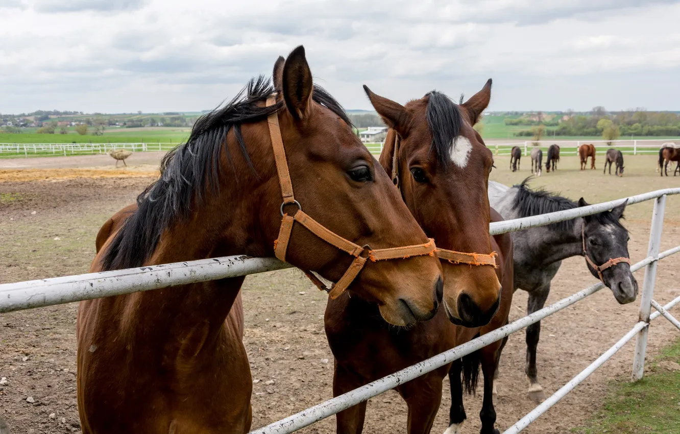Photo wallpaper field, face, horse, horse, the fence, Racecourse, zaabor