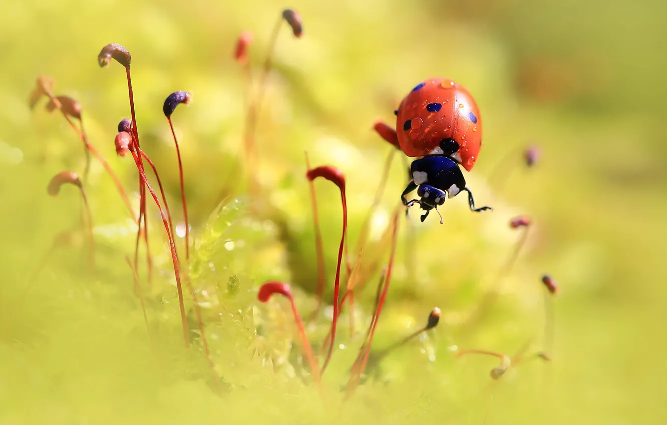 Photo wallpaper macro, ladybug, moss, beetle, blur, insect, stems, bokeh