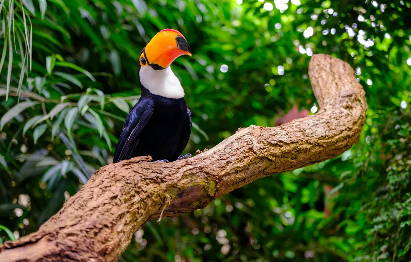 Photo wallpaper nature, birds, outdoors, toucans