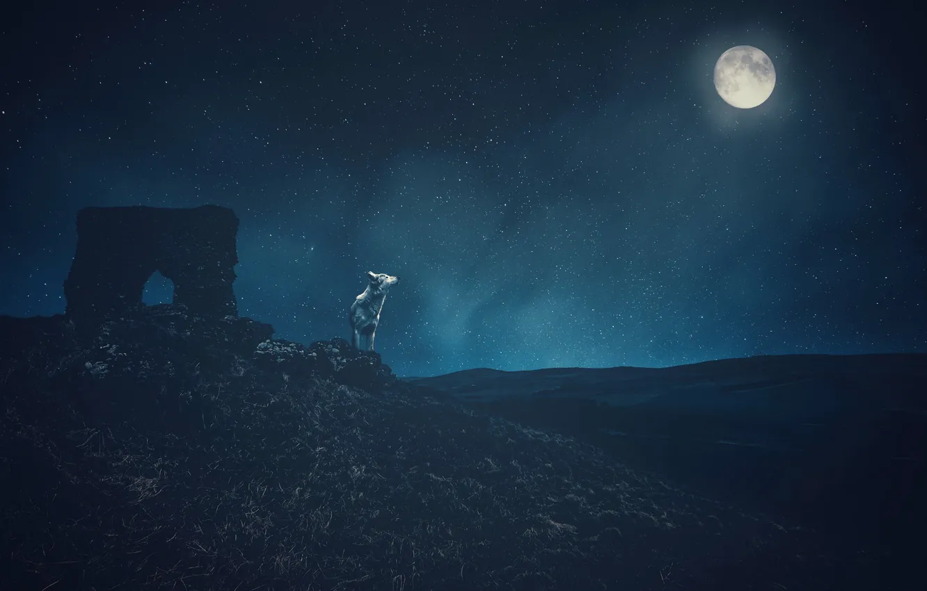 Photo wallpaper the sky, stars, mountains, night, rendering, the moon, wolf, art