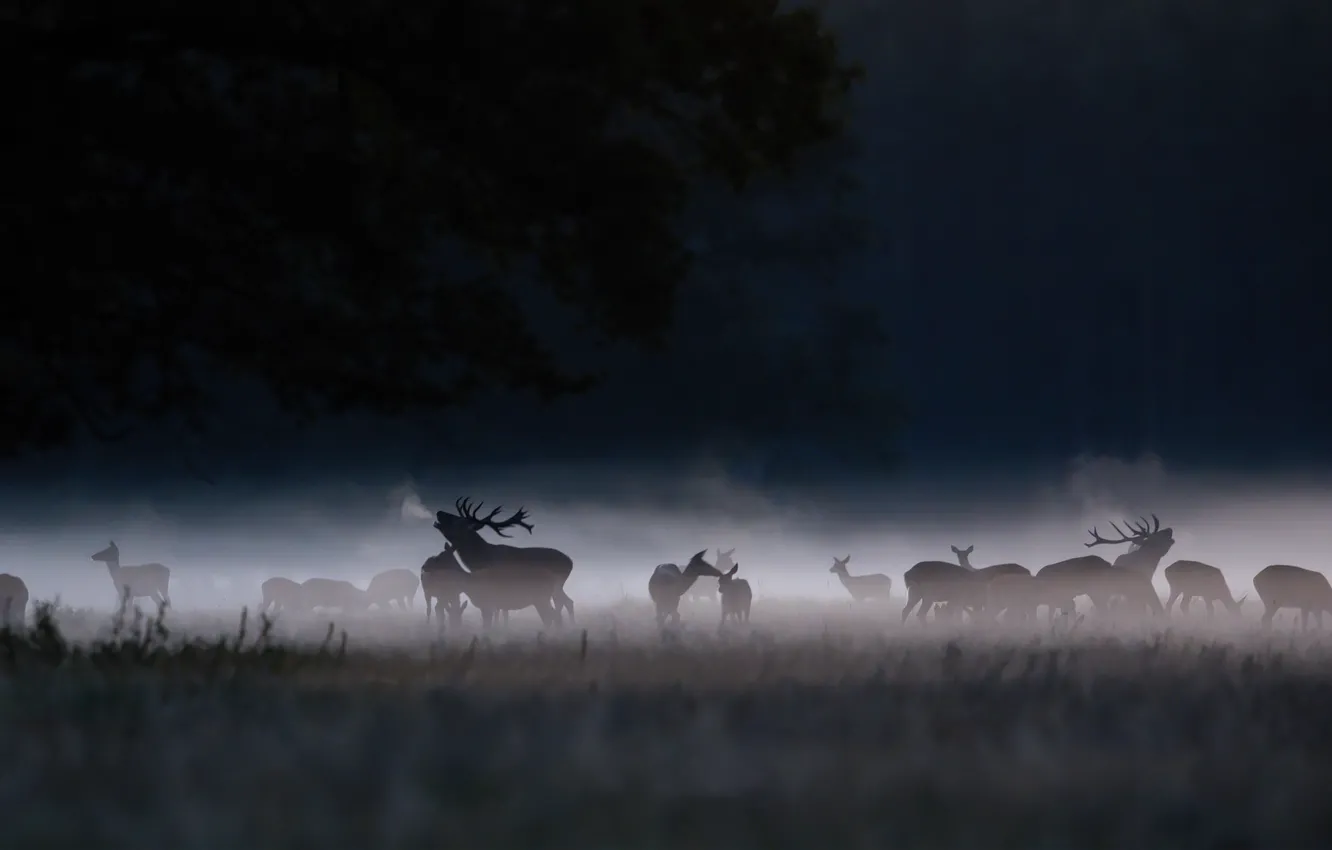 Photo wallpaper night, fog, deer
