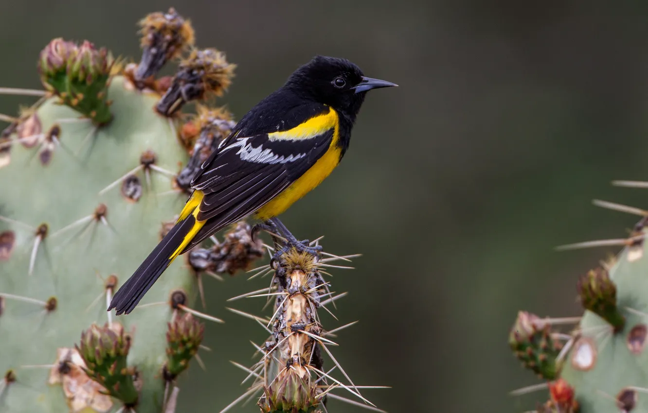 Photo wallpaper bird, cactus, palm colored troupial