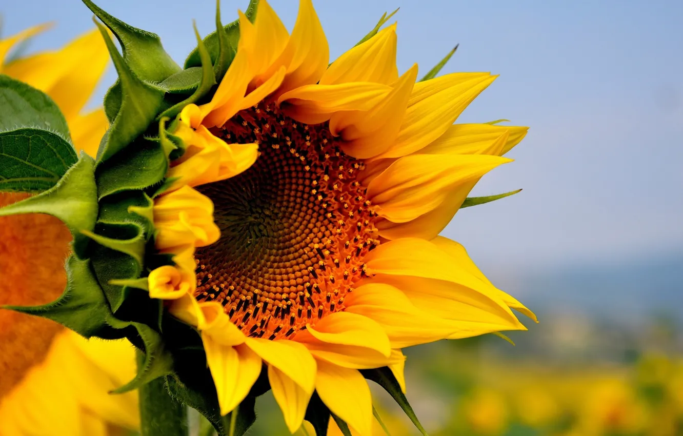 Photo wallpaper field, flower, summer, yellow, nature, sunflower