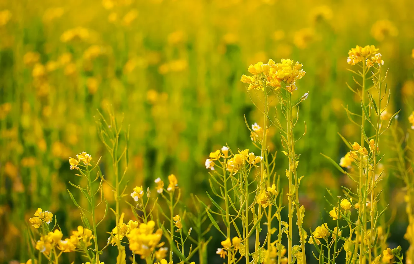 Photo wallpaper field, grass, flowers, plant, meadow
