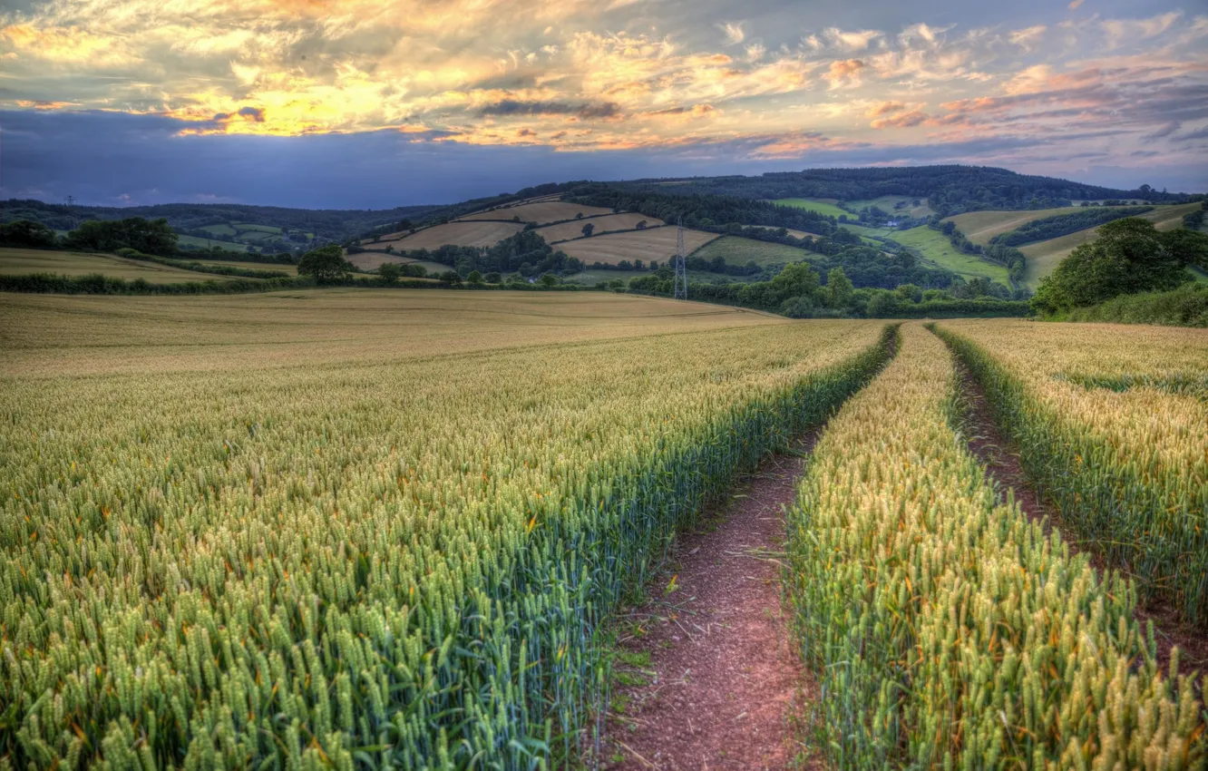 Photo wallpaper field, the sky, nature