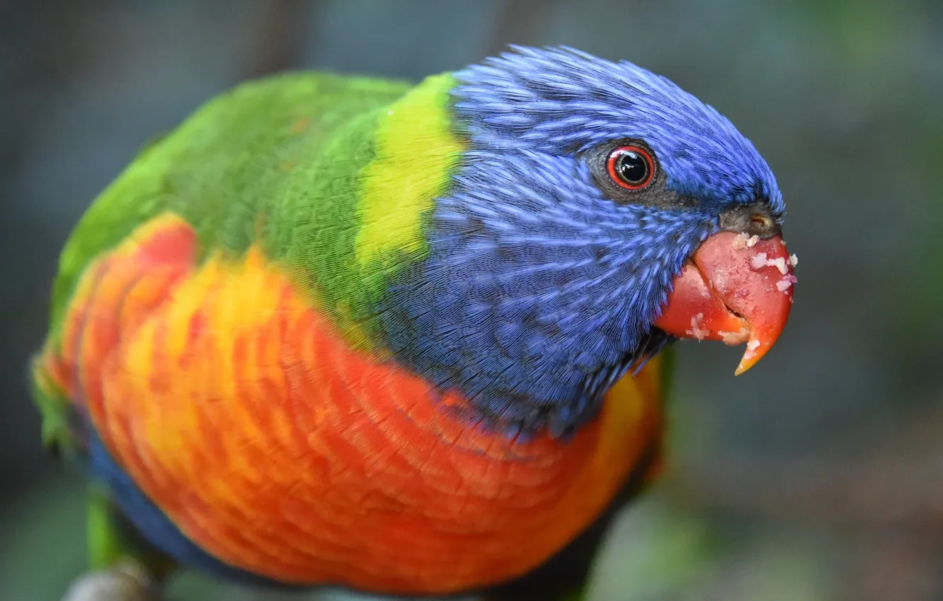 Photo wallpaper microsemi, bird, beak, parrot, closeup, bright color