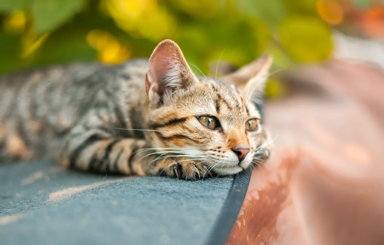 Photo wallpaper cat, quiet, cement, feline
