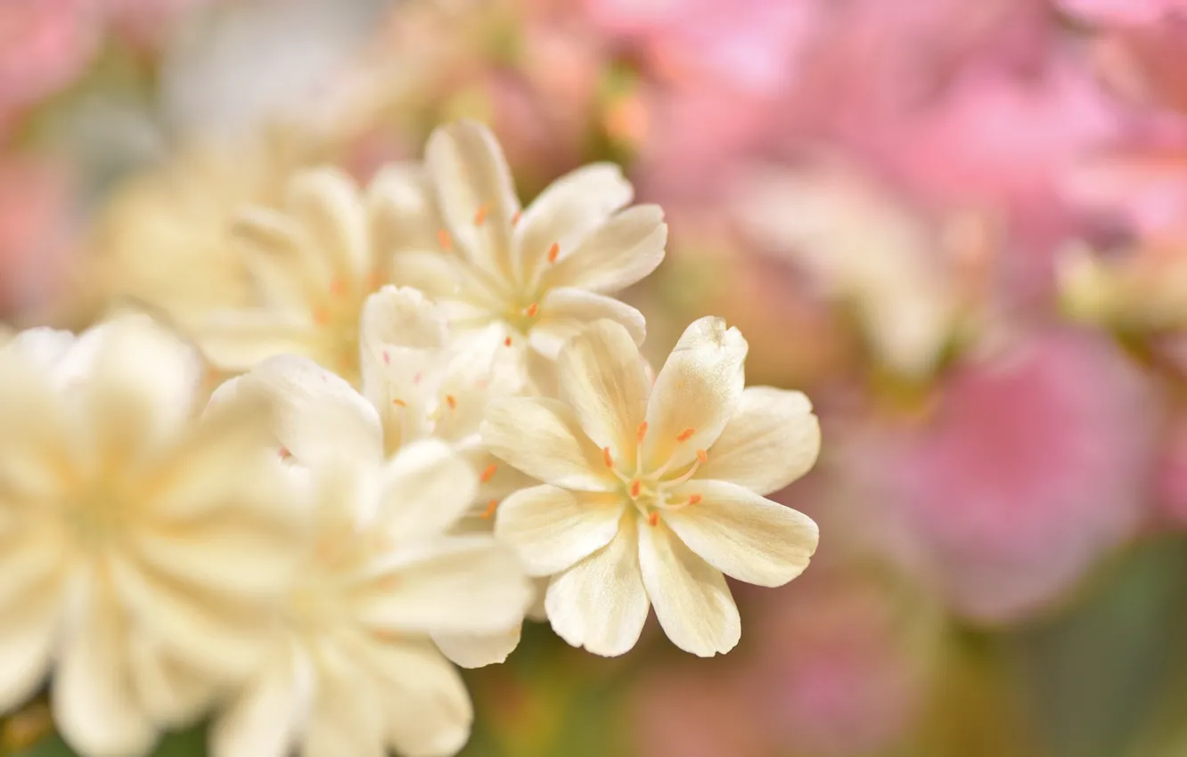 Photo wallpaper flowers, tenderness, blur, cream