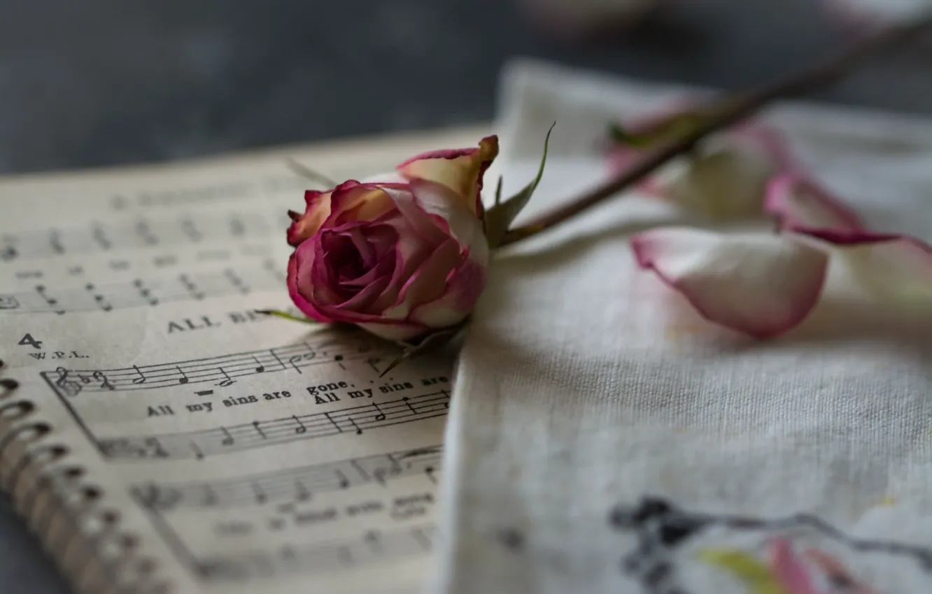 Photo wallpaper notes, background, roses